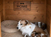 Jackrussell pups