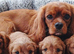 Cavapoo puppies