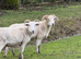 Wiltshire Horn Ewes