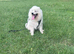 Samoyed female for sale