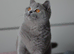 GCCF reg kittens