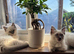 Ragdoll kittens