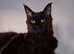 Maine coon females