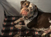 ️Beautiful olde English bulldogs️