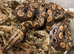 Brazilian Rainbow Boa at Birmingham Reptiles
