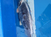 Japanese Beni Ginga Koi