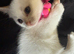 Rag.doll x Ragdoll bsh pure white  kittens 8 wks ready now!