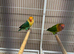 Proven pair lovebirds