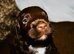 F2B Cockapoo puppies Health-tested Pedigree lines