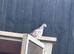 Pigeons for sale