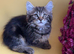 BEAUTIFUL KITTENS LOOKING FOR THEIR FOREVER HOMES