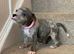Rare blue Merle Staffordshire bull terrier puppies