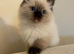 Seal point Ragdoll kittens