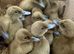 KHAKI CAMPBELL DUCK HATCHING EGGS x6 24 hour tracked post