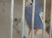 Baby Budgies. Just weaned