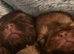 Imperial Shih Tzu Puppies