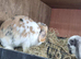 Mini lop please read description