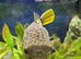 One cross river pufferfish