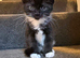 8 weeks old kittens