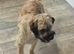 Cute terrier boy 1 years old