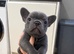 3 frenchie girl pups