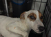 Jack russell