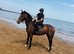 16.3 4 YO mare