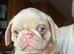 Rare Prestige Pink Pug Puppies available Ready to leave.