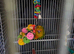10 week old silly tame Sun Conure ready for new home