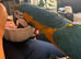 Beautiful pair blue and gold Macaws 5 & 6 years old