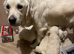 Fully health tested golden retriever puppies