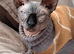 Sphynx kittens