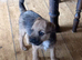 Border x Jack Russell Terrier