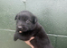 Belgian Malinois puppy&rsquo;s