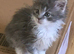 Maine Coon female kitten