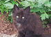 Maine Coon Kittens &ndash; Big, Friendly, Home‑Raised