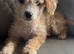 Cockapoo puppies