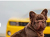 Ready now! Loving quality frenchie pups