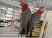 Hand reared baby Galah cockatoos DNA tested cages
