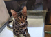 16 week female rosette bengal for sale