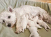Beautiful west highland terrier pups