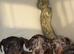 Dapple dachshund