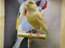 Yellow dimorphic cock bird