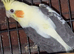 Super silly hand tamed baby cockatiel