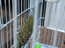 Budgies for sale