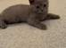 British shorthair kitten