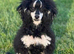 Toy poodle 3/4 puppies