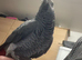 15 year old African grey
