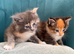 Beautiful Ragcoon kittens
