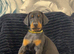 Male Doberman Puppy Available – Looking for the Right Home